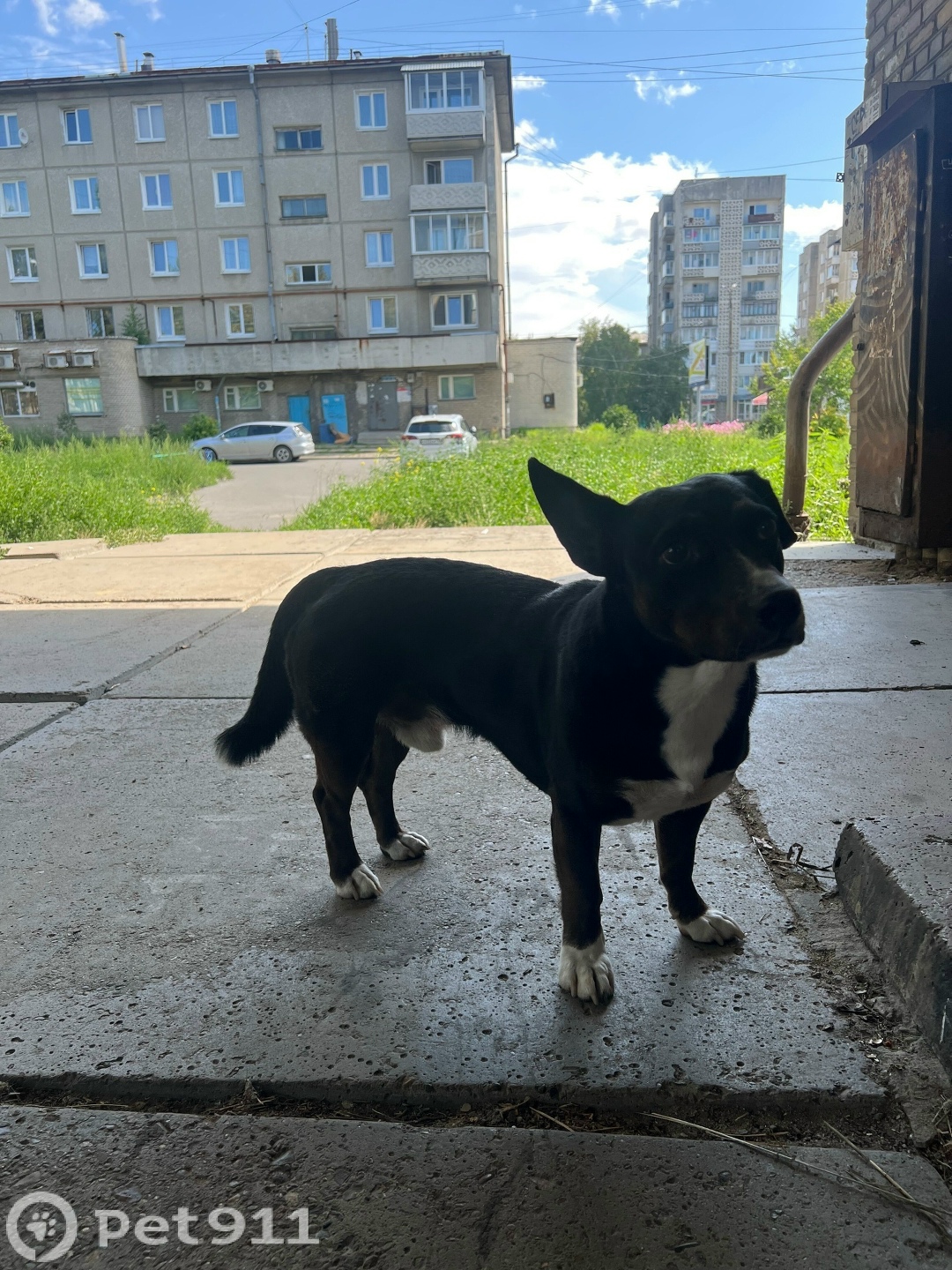 Найдена собака в Иркутске — фото объявления
