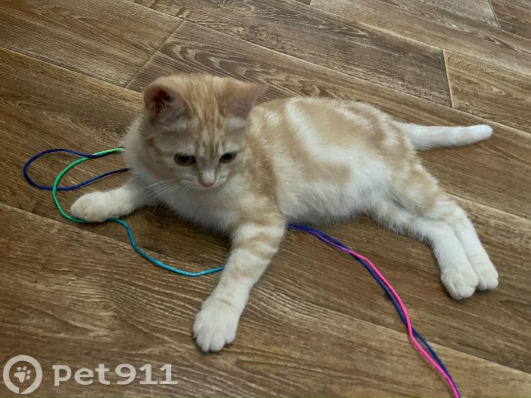 Найдена кошка в Иркутске — фото объявления