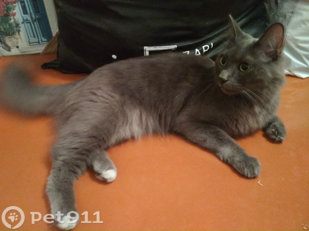 Найдена кошка в Иркутске — фото объявления