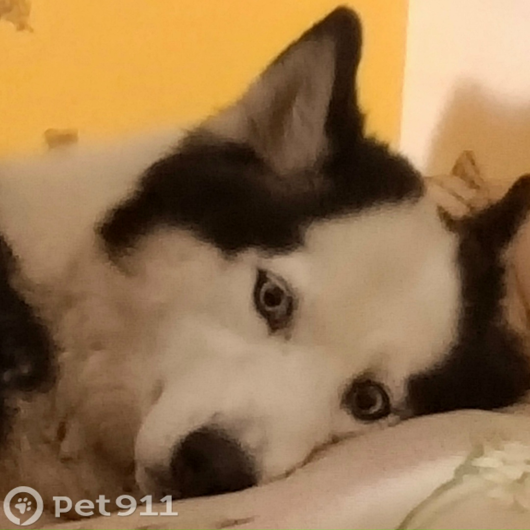 Пропала собака в Иркутске — фото объявления