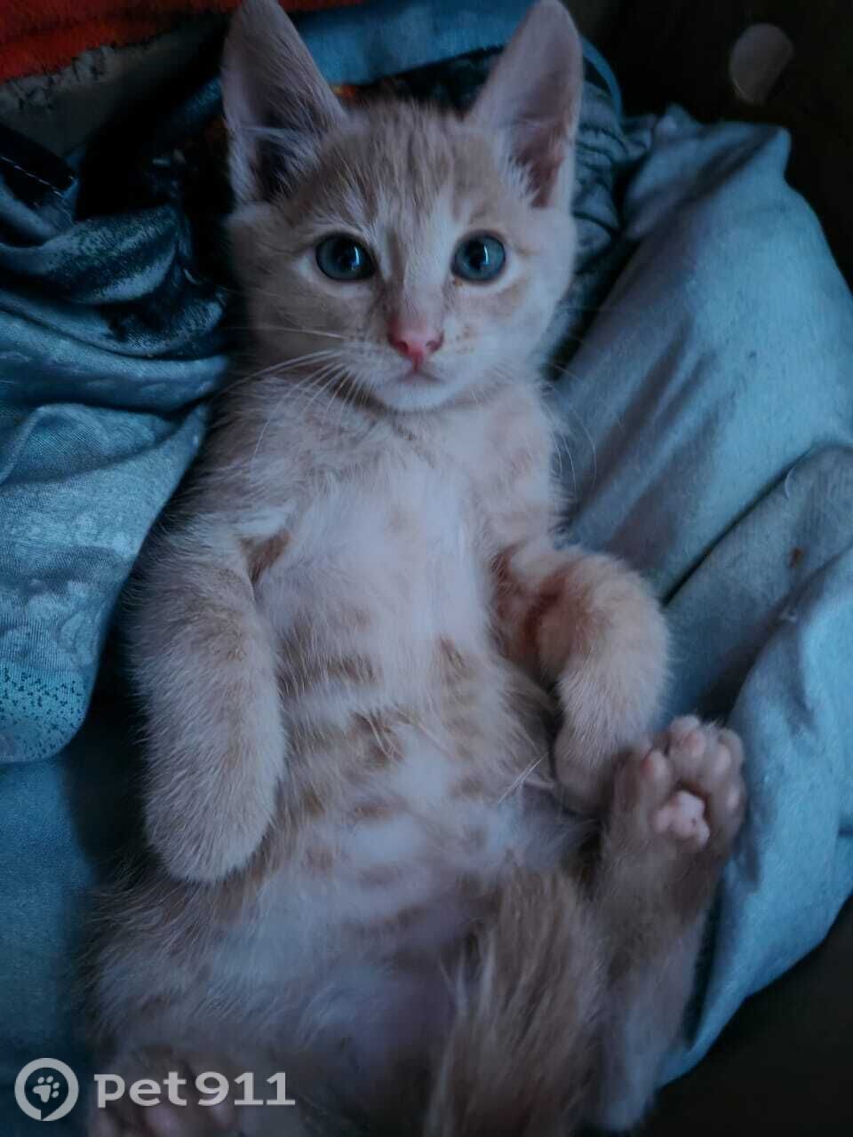 Пропала кошка в Иркутске — фото объявления