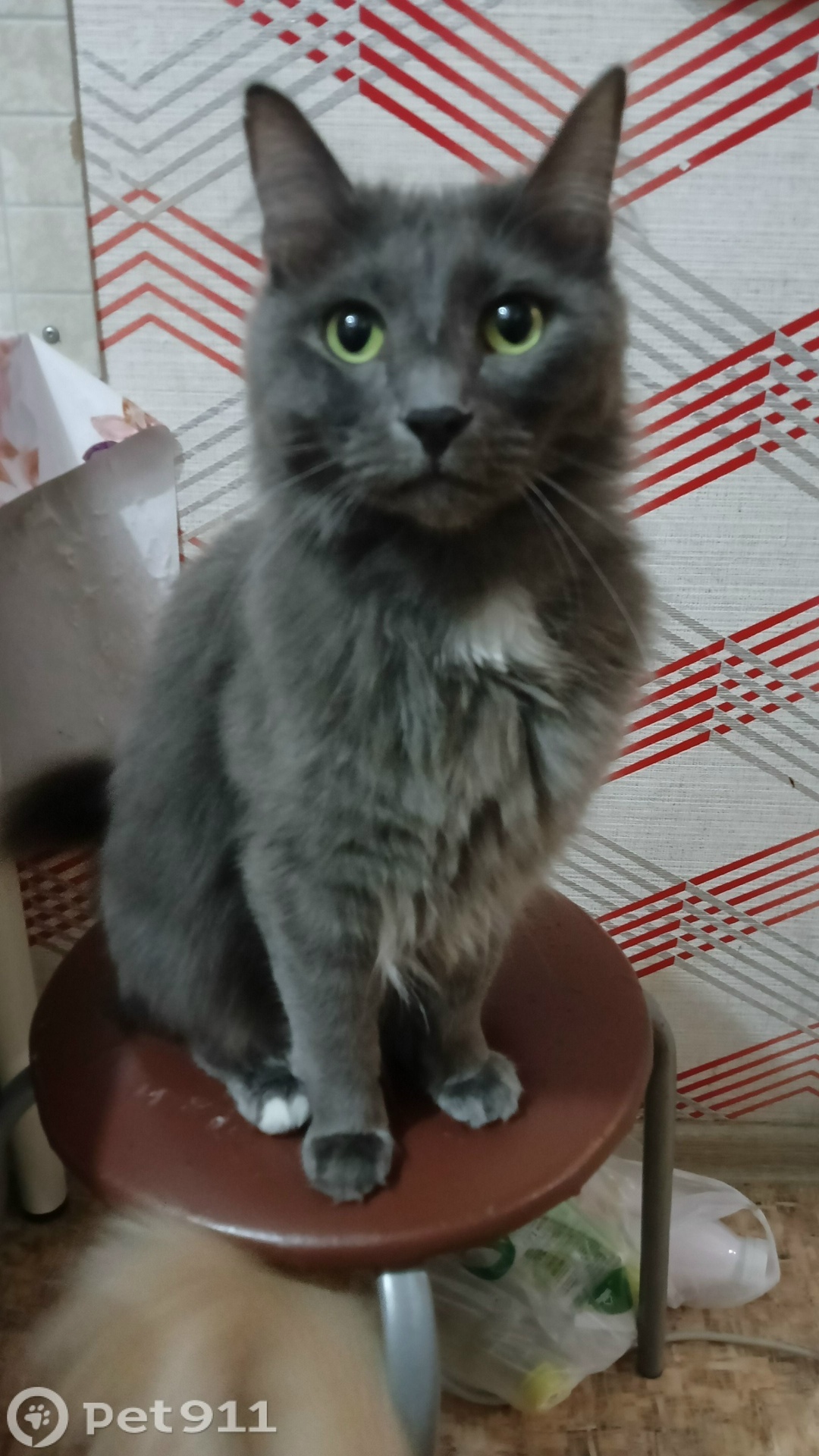 Пропала кошка в Иркутске — фото объявления