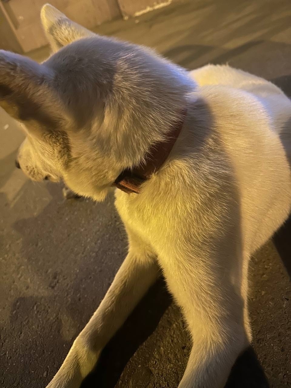 Найдена собака в Иркутске — фото объявления