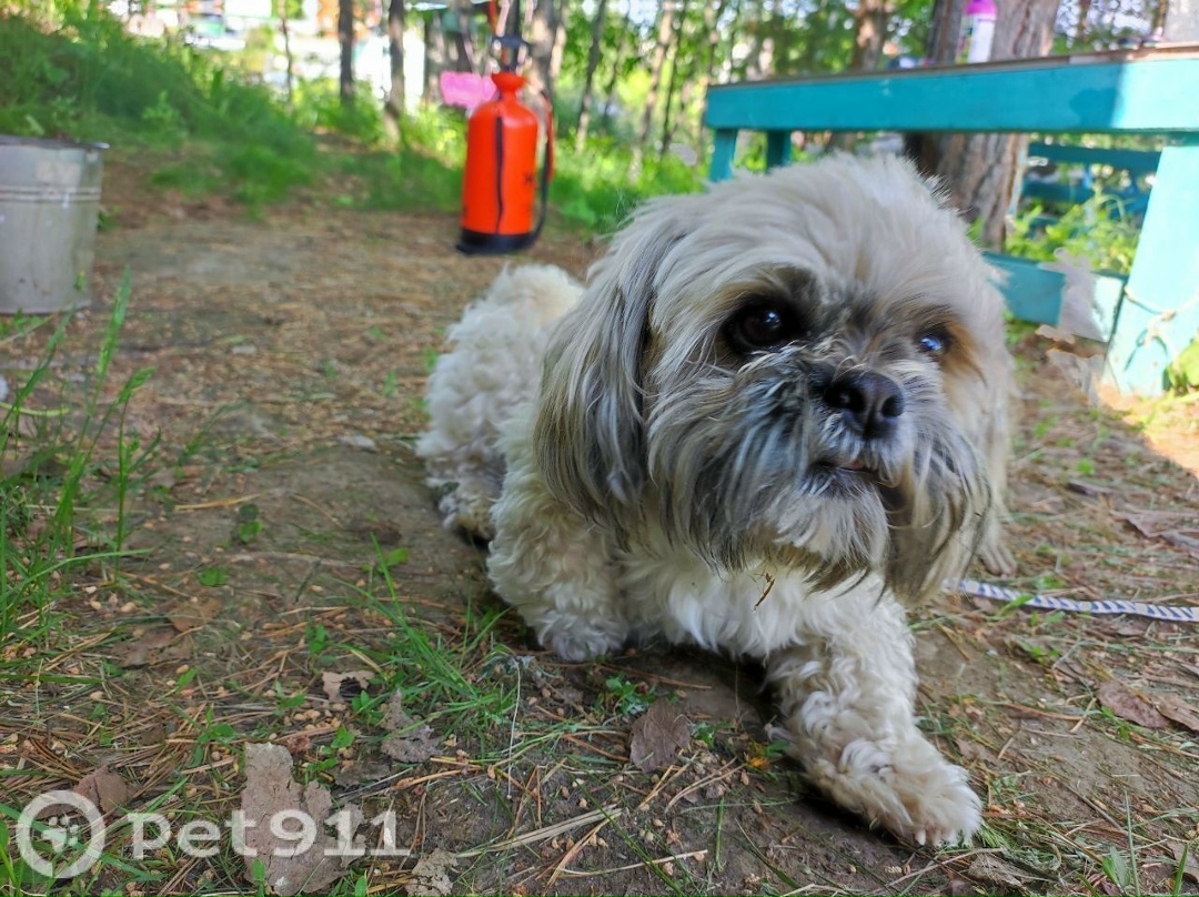 Пропала собака в Иркутске — фото объявления