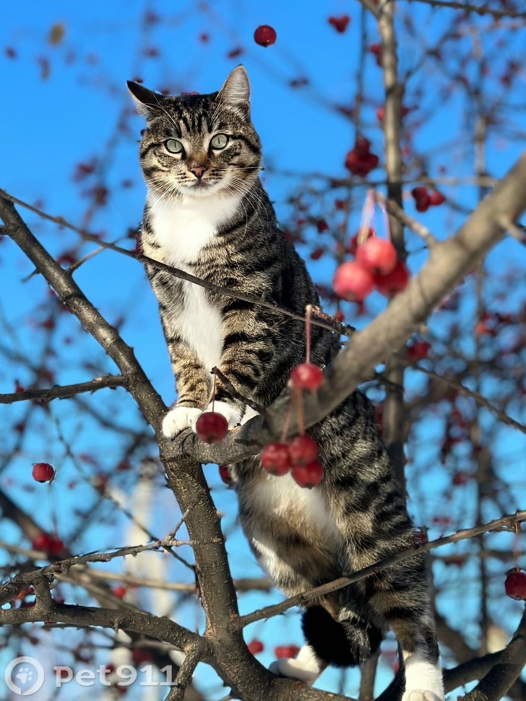 Пропала кошка в Иркутске — фото объявления