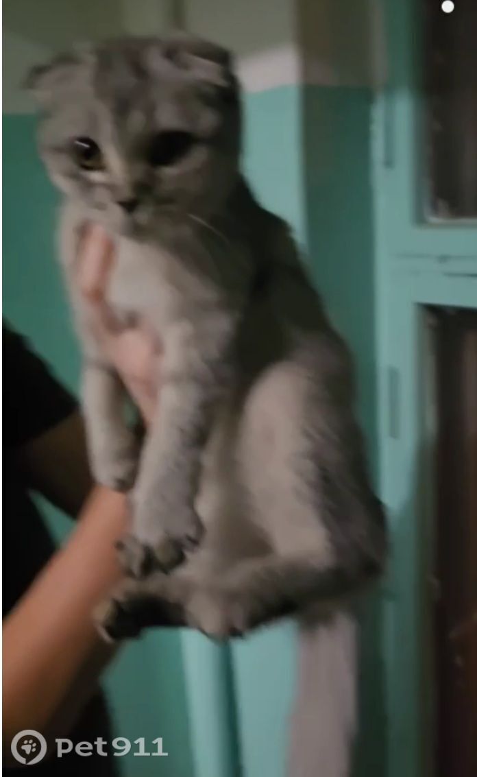 Найдена кошка в Иркутске — фото объявления