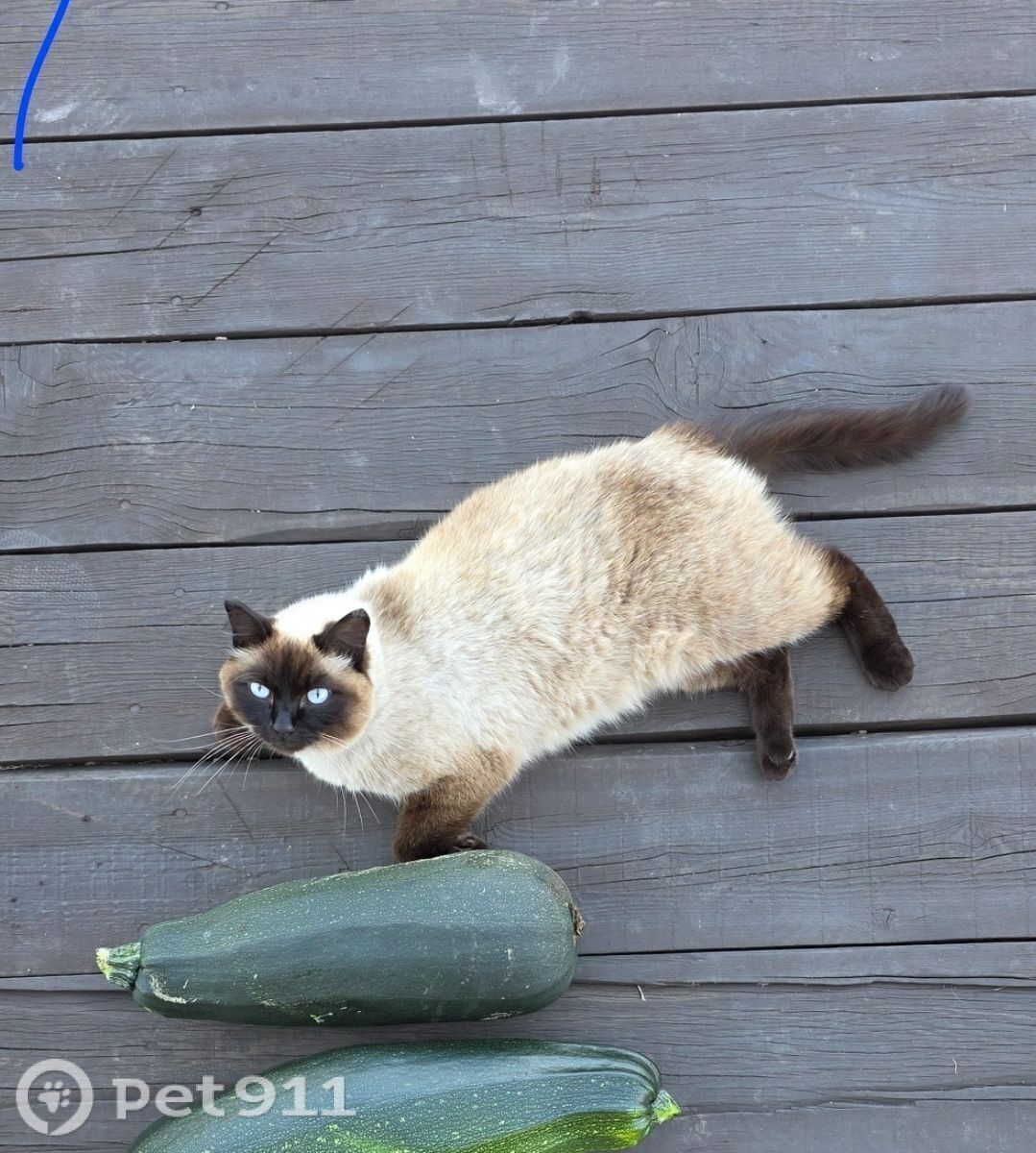 Пропала кошка в Иркутске — фото объявления