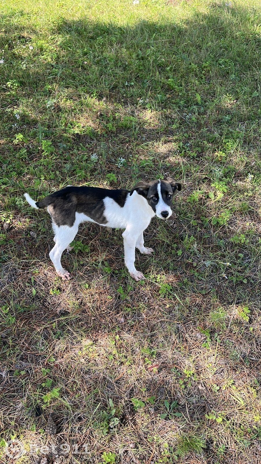 Найдена собака в Иркутске — фото объявления