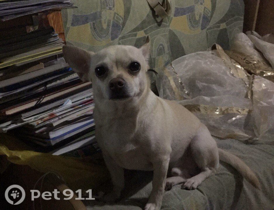 Пропала собака в Иркутске — фото объявления