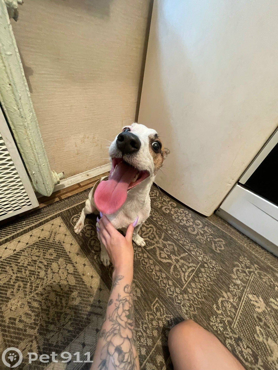 Найдена собака в Иркутске — фото объявления