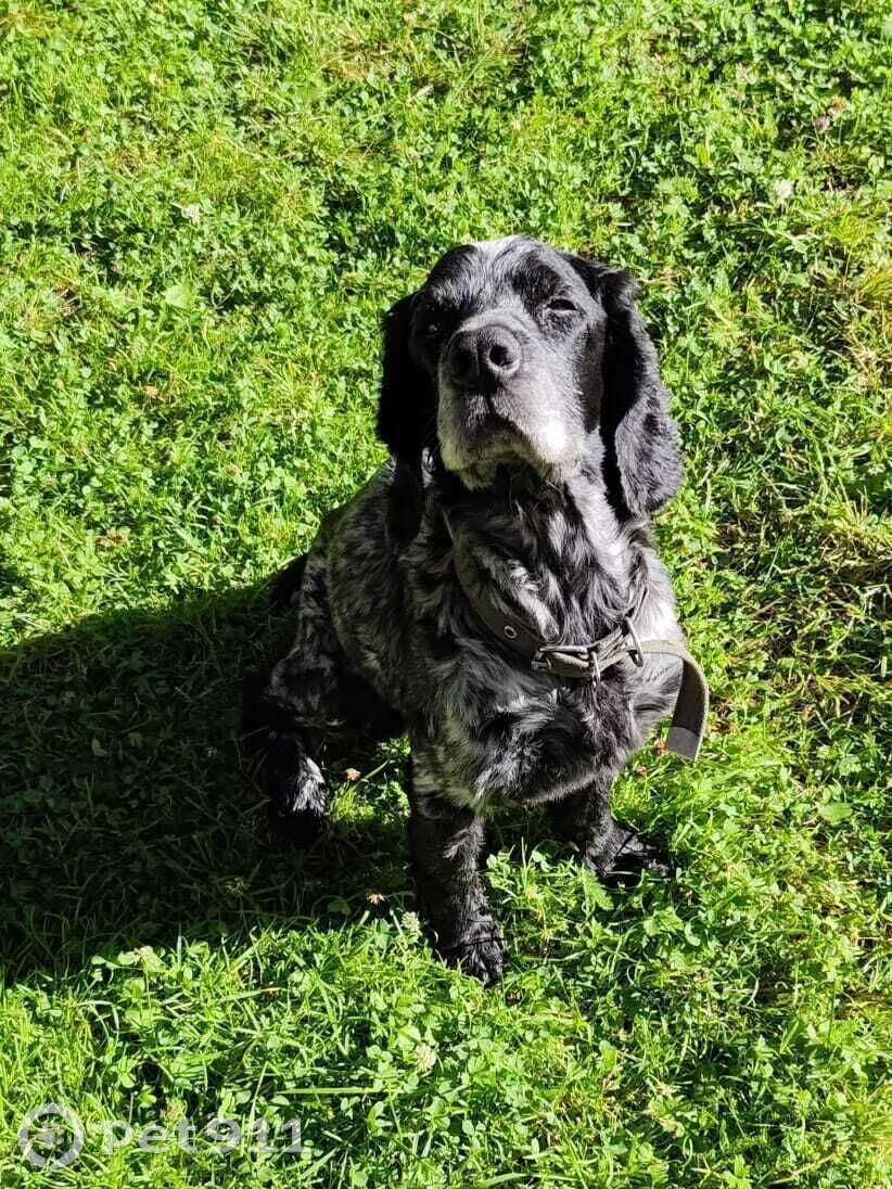 Найдена собака в Иркутске — фото объявления