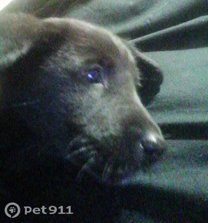 Найдена собака в Иркутске — фото объявления