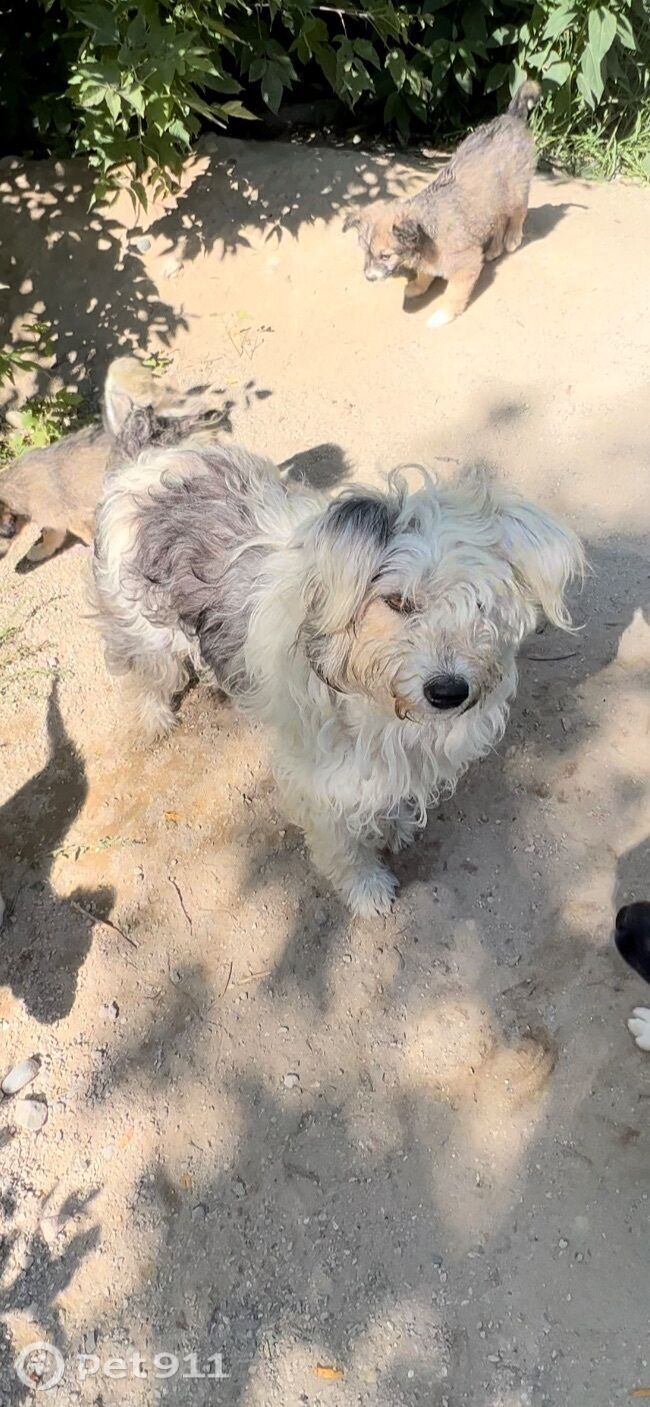 Найдена собака в Иркутске — фото объявления