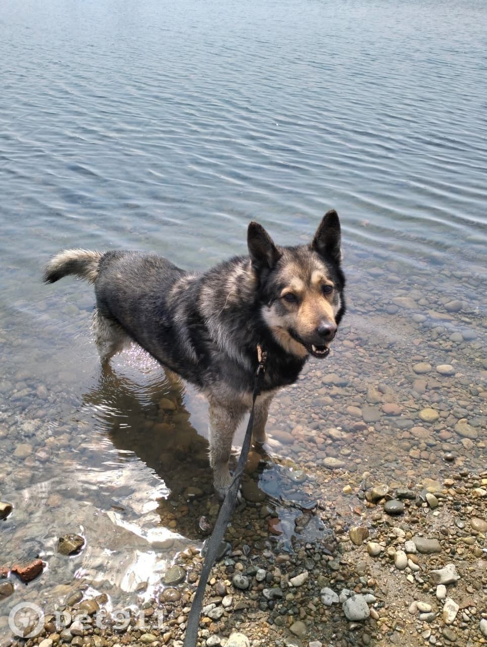 Пропала собака в Иркутске — фото объявления