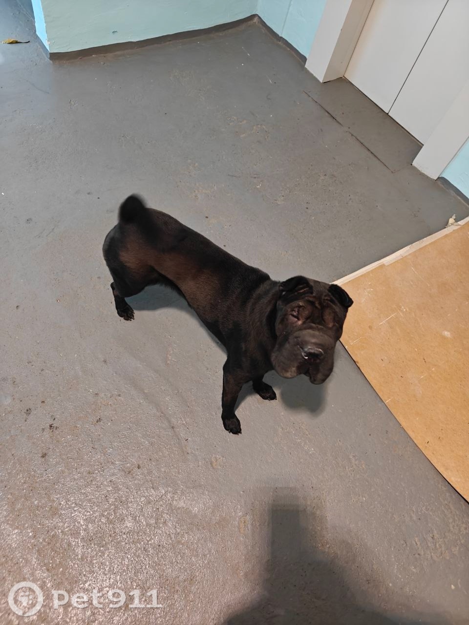 Найдена собака в Иркутске — фото объявления