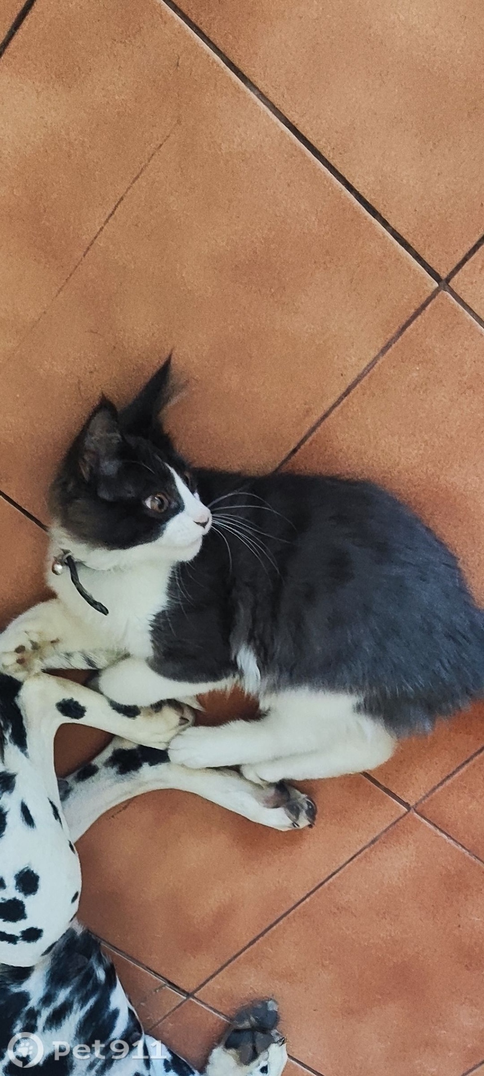 Пропала кошка в Иркутске — фото объявления