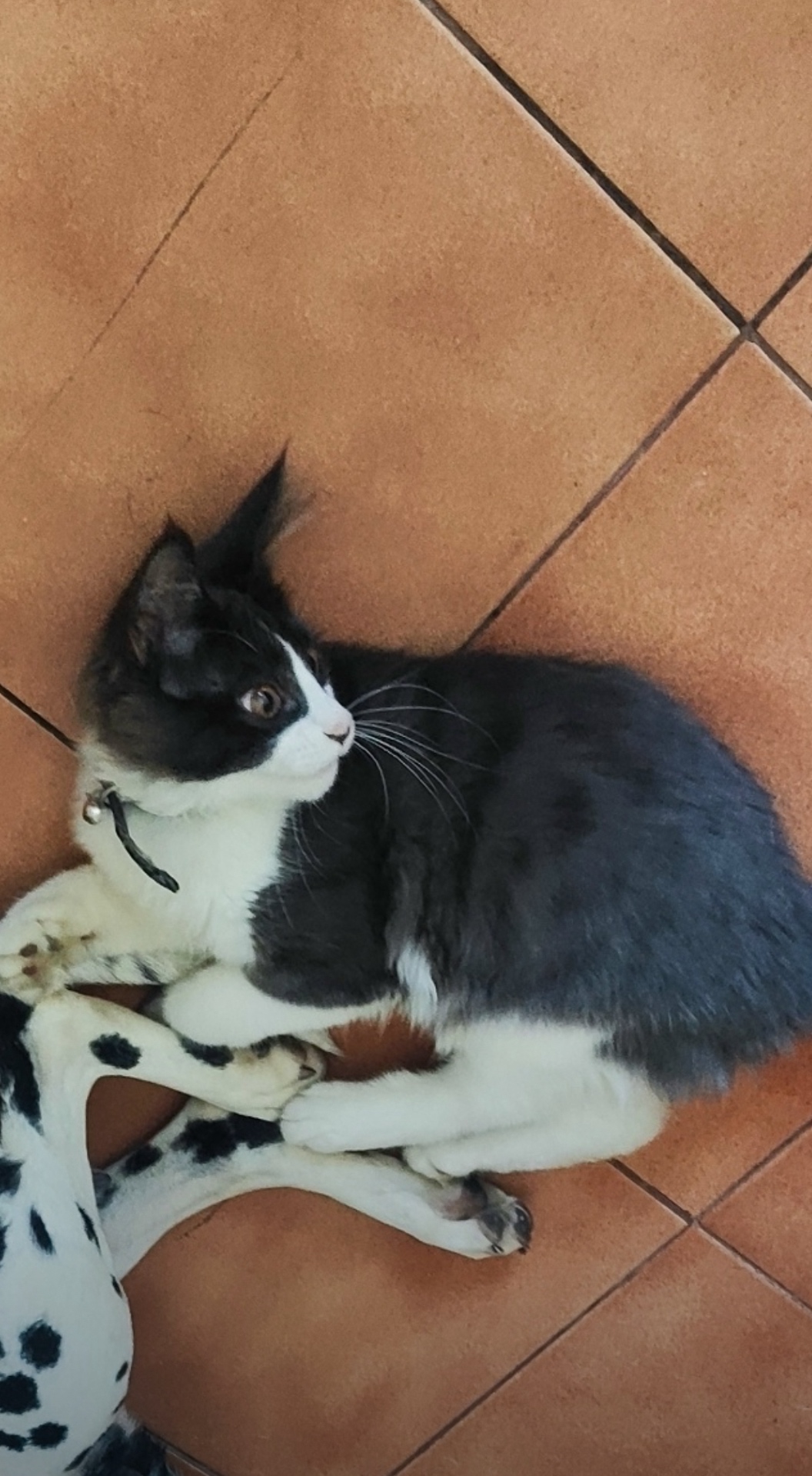 Пропала кошка в Иркутске — фото объявления