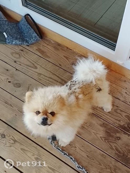 Пропала собака в Иркутске — фото объявления