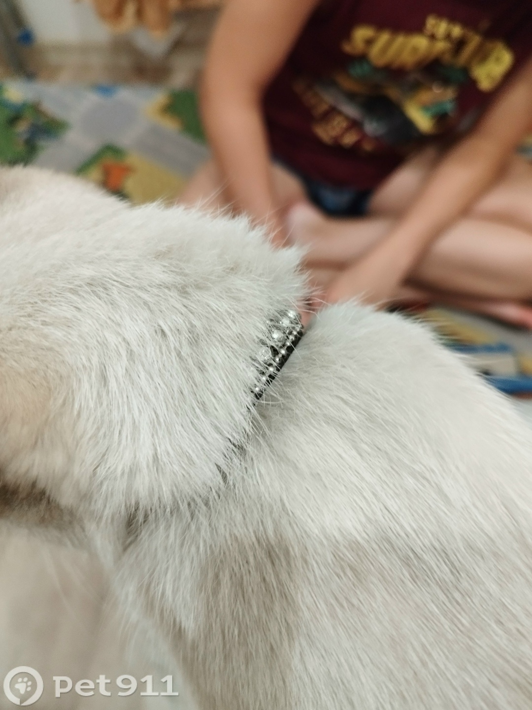 Найдена кошка в Иркутске — фото объявления