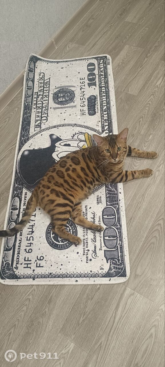 Пропала кошка в Иркутске — фото объявления