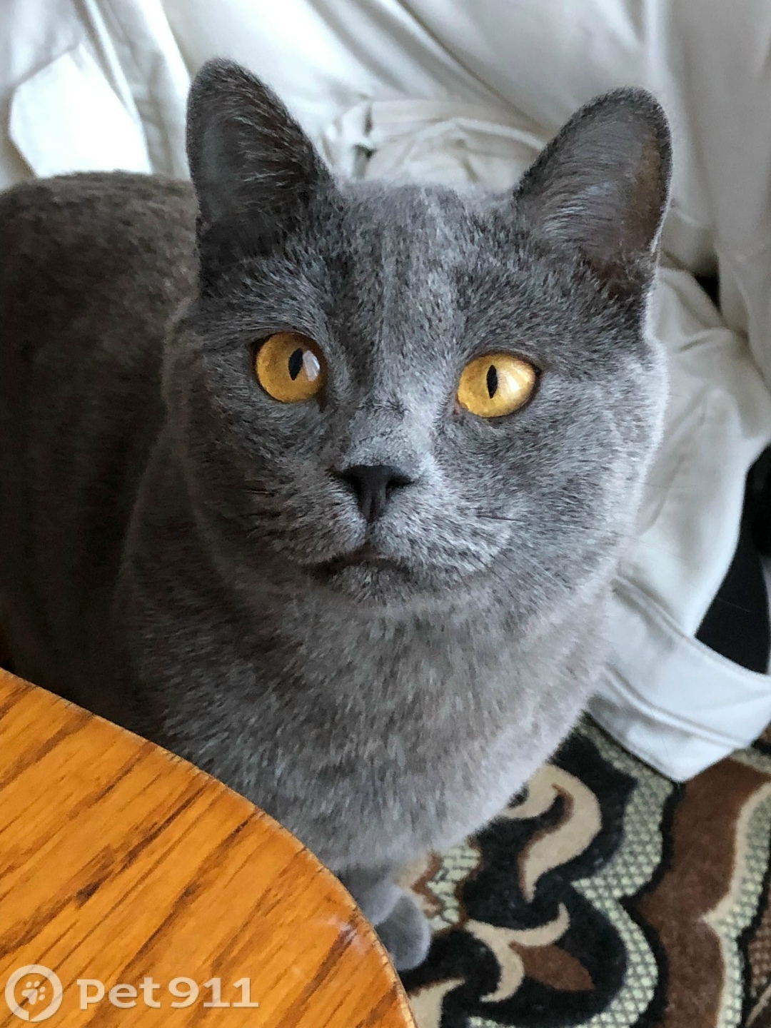 Пропала кошка в Иркутске — фото объявления