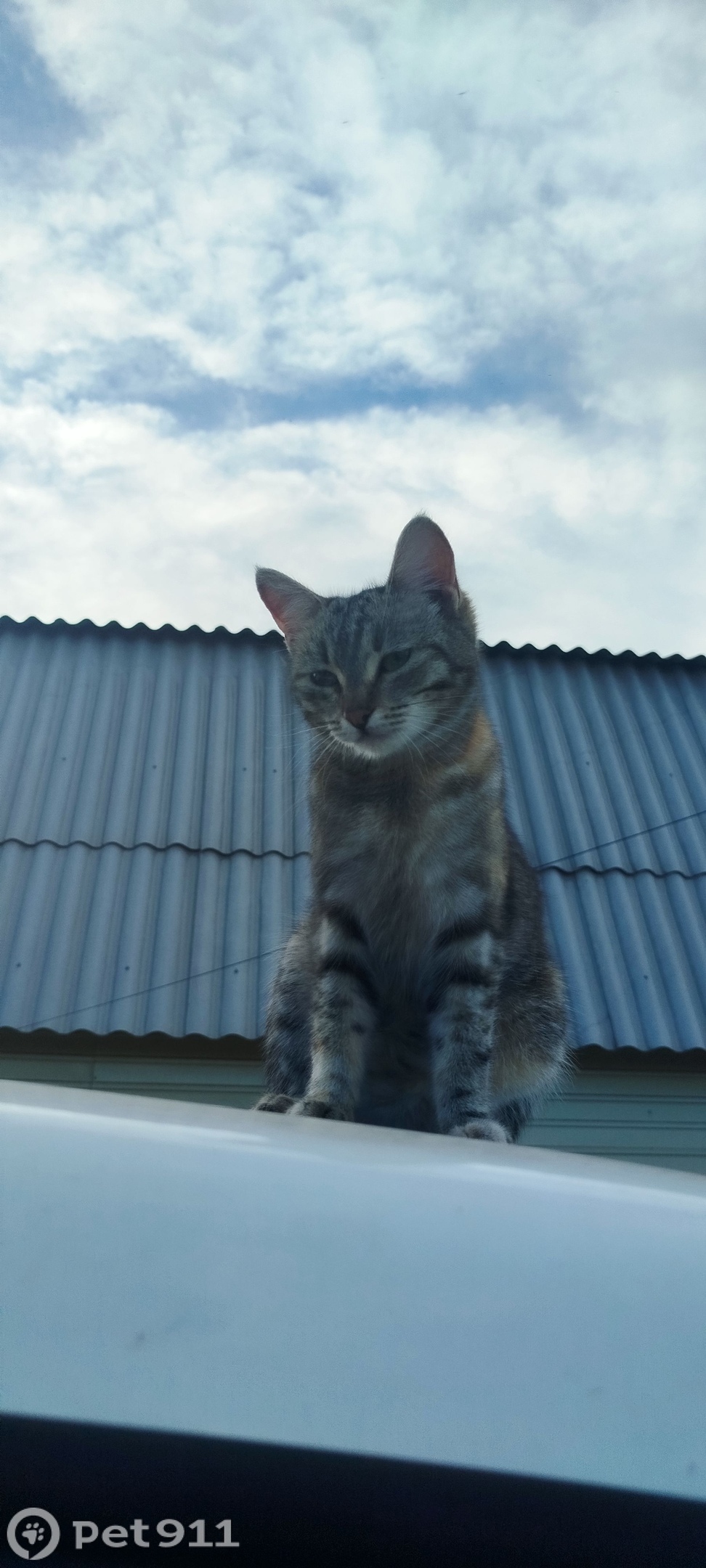 Пропала кошка в Иркутске — фото объявления