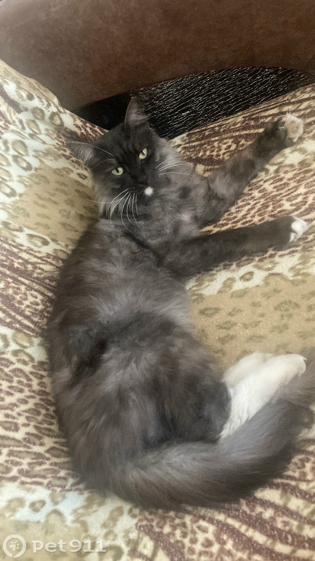 Пропала кошка в Иркутске — фото объявления