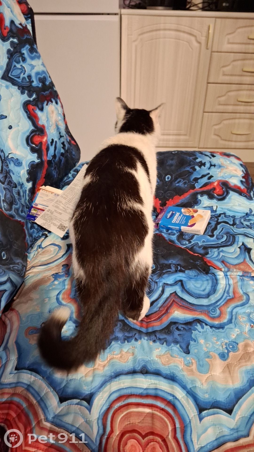 Найдена кошка в Иркутске — фото объявления