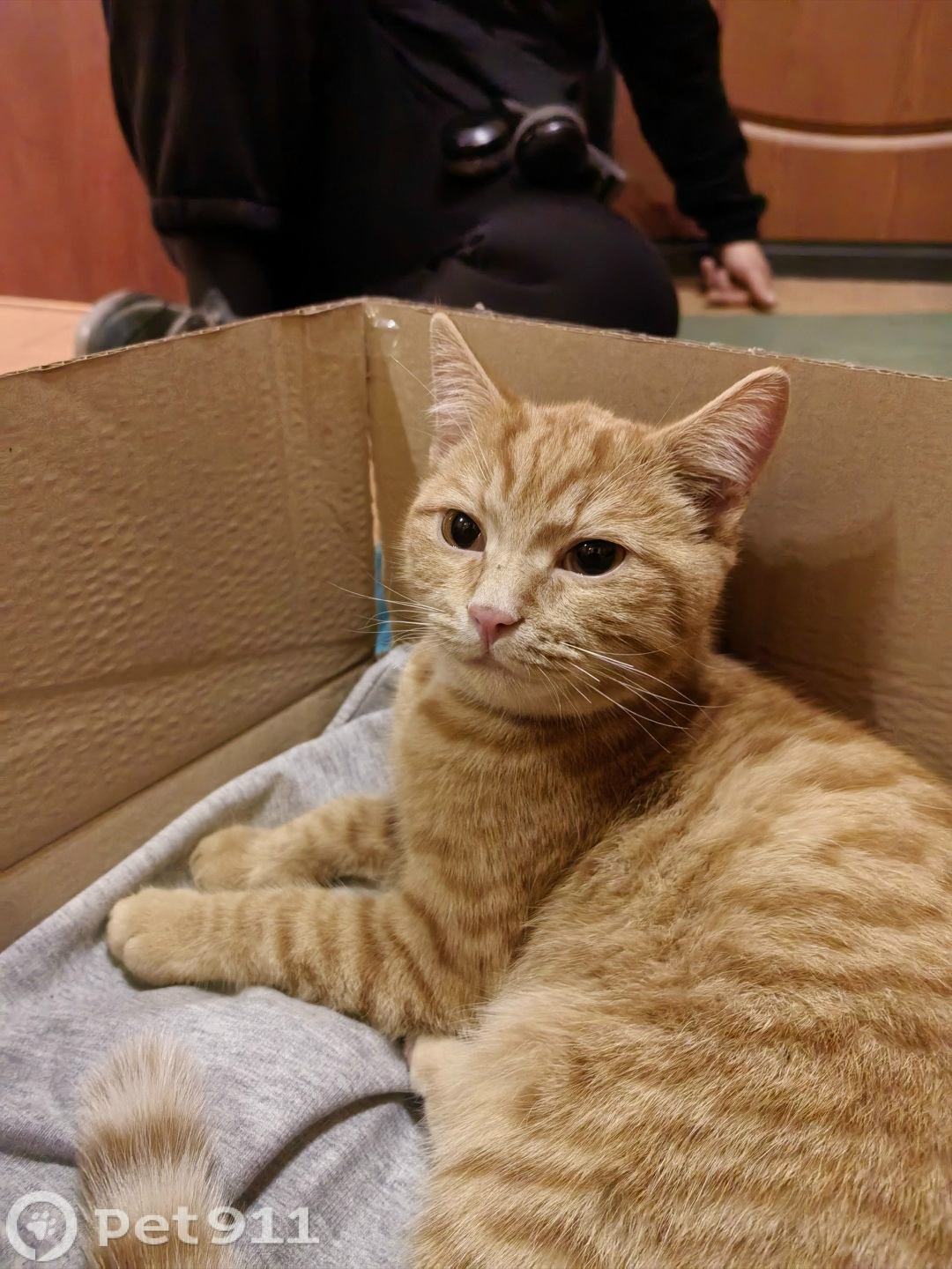 Найдена кошка в Иркутске — фото объявления