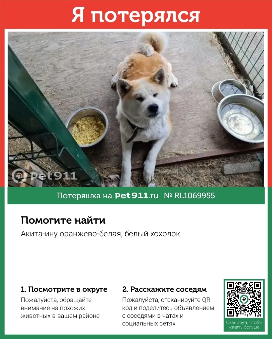 Пропала собака в Иркутске — фото объявления