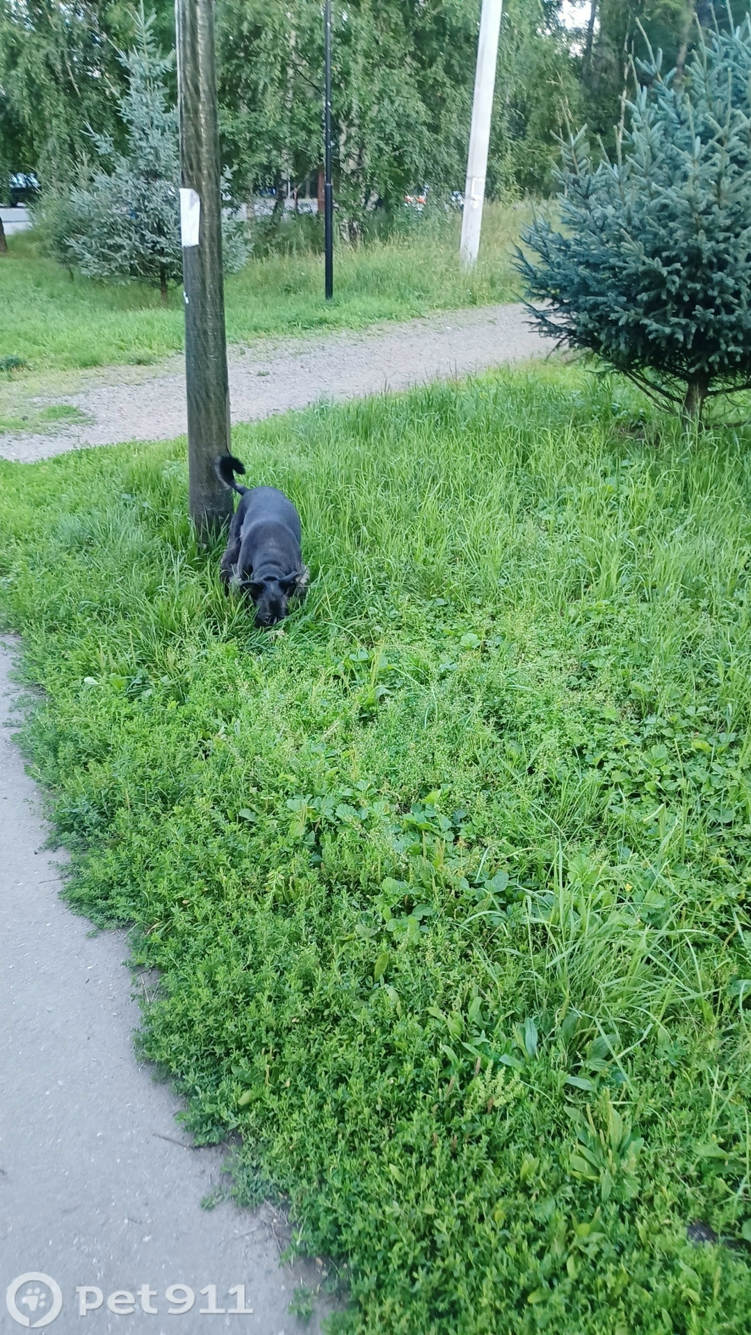 Найдена собака в Иркутске — фото объявления