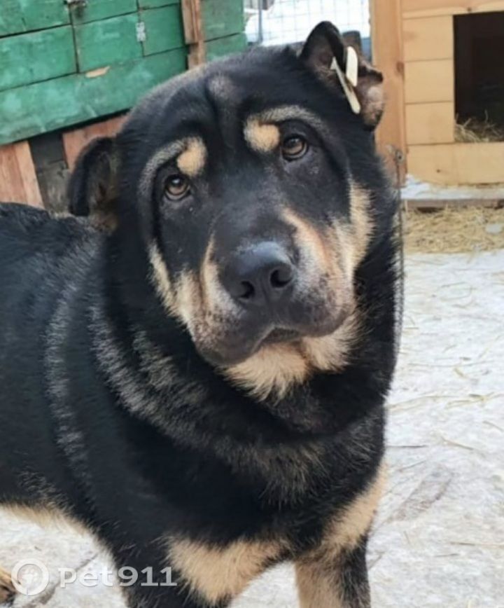 Пропала собака в Иркутске — фото объявления