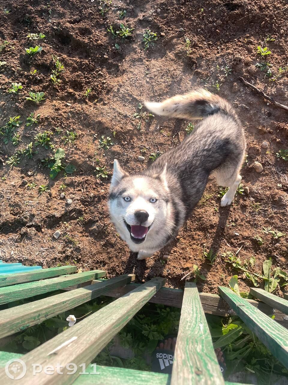 Найдена собака в Иркутске — фото объявления