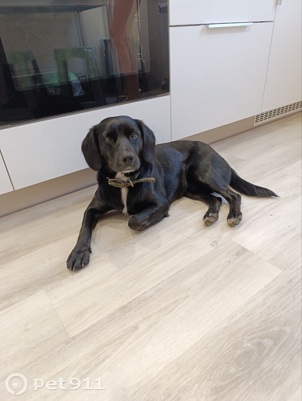 Найдена собака в Иркутске — фото объявления