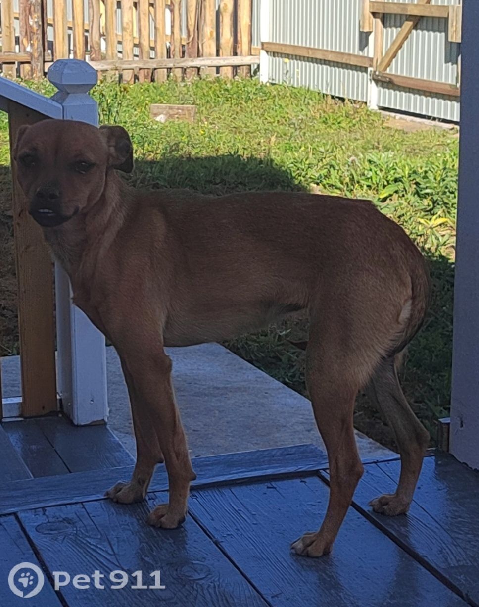 Найдена собака в Иркутске — фото объявления