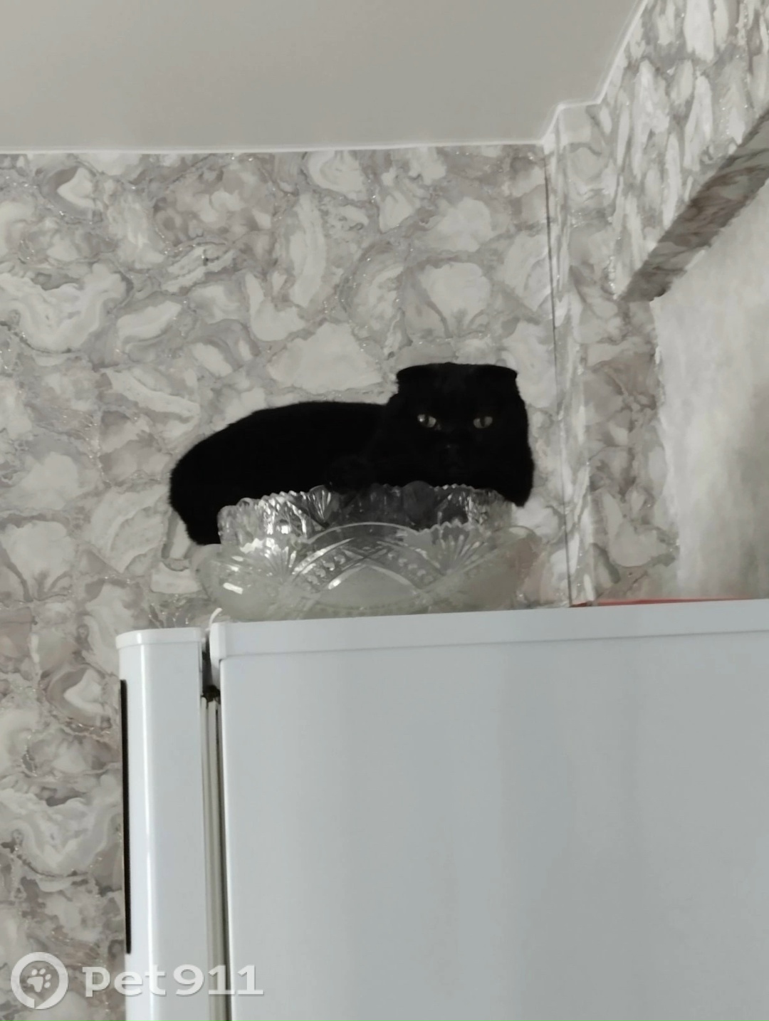 Пропала собака в Иркутске — фото объявления