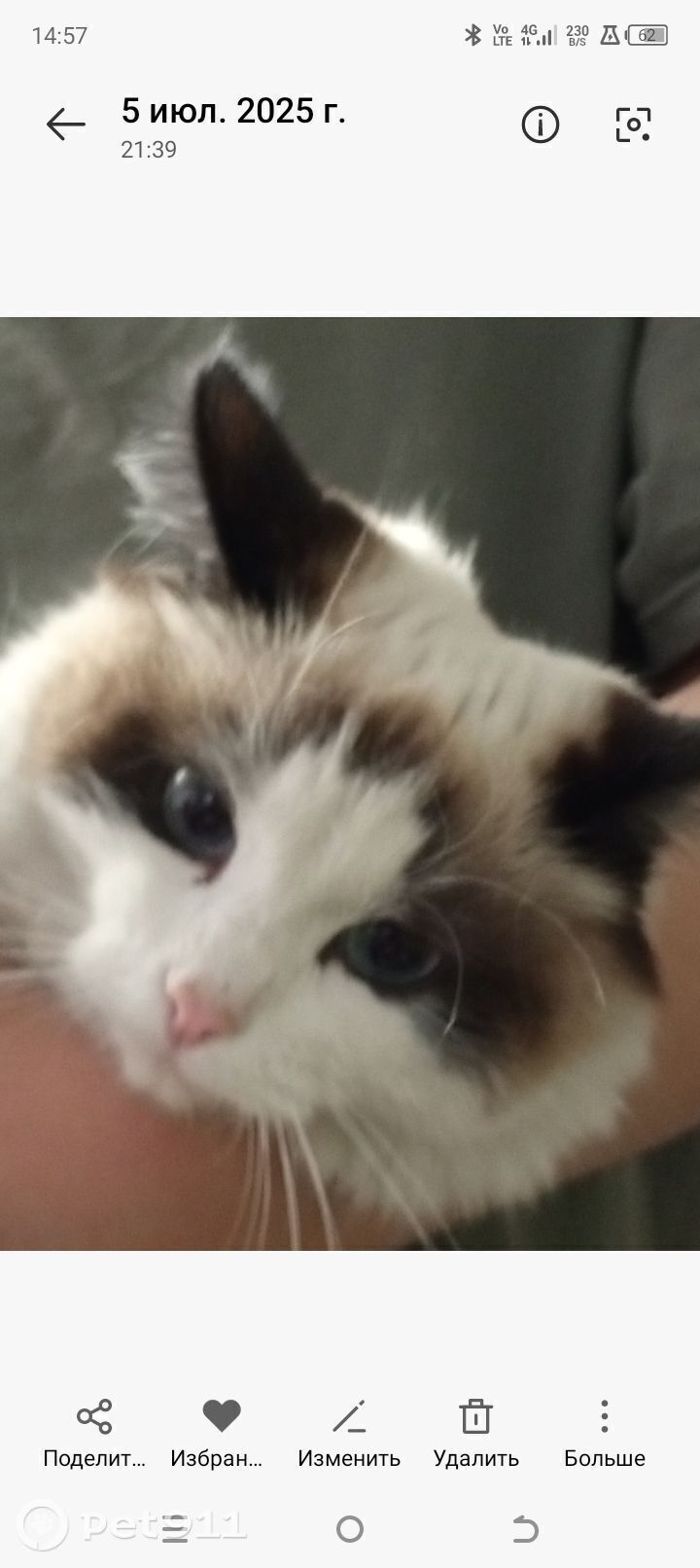 Пропала кошка в Иркутске — фото объявления