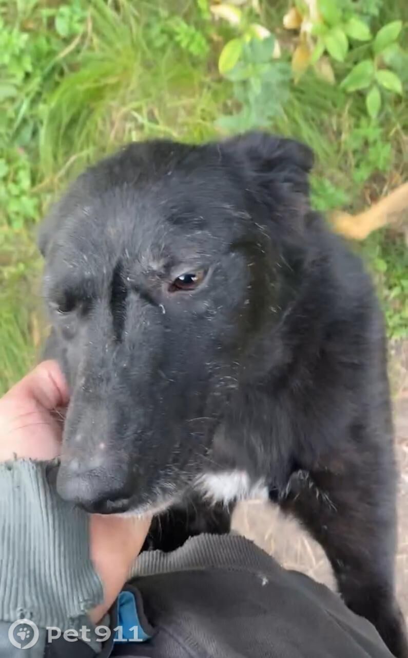 Пропала собака в Иркутске — фото объявления