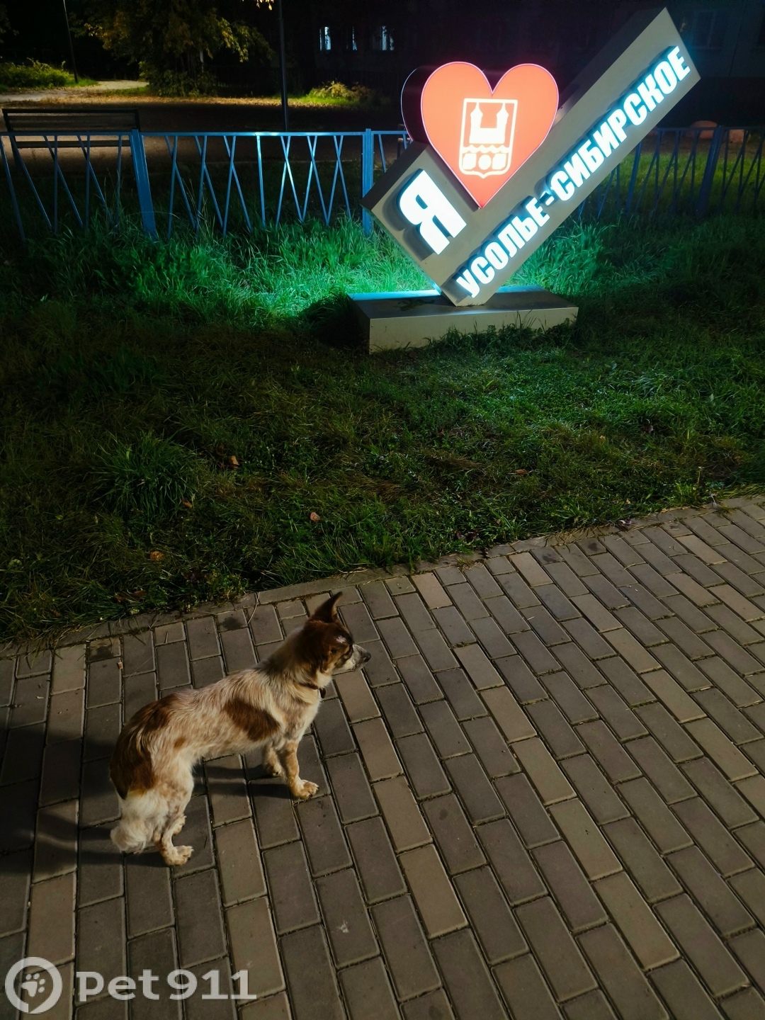 Найдена собака в Иркутске — фото объявления