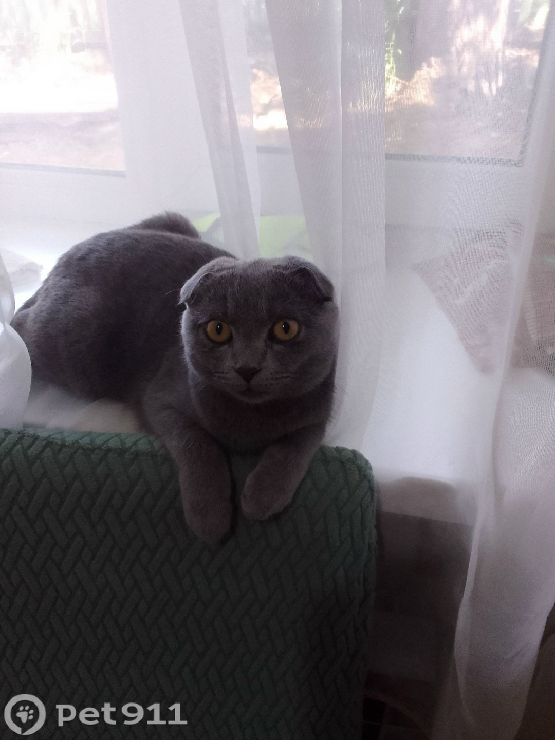 Пропала кошка в Иркутске — фото объявления