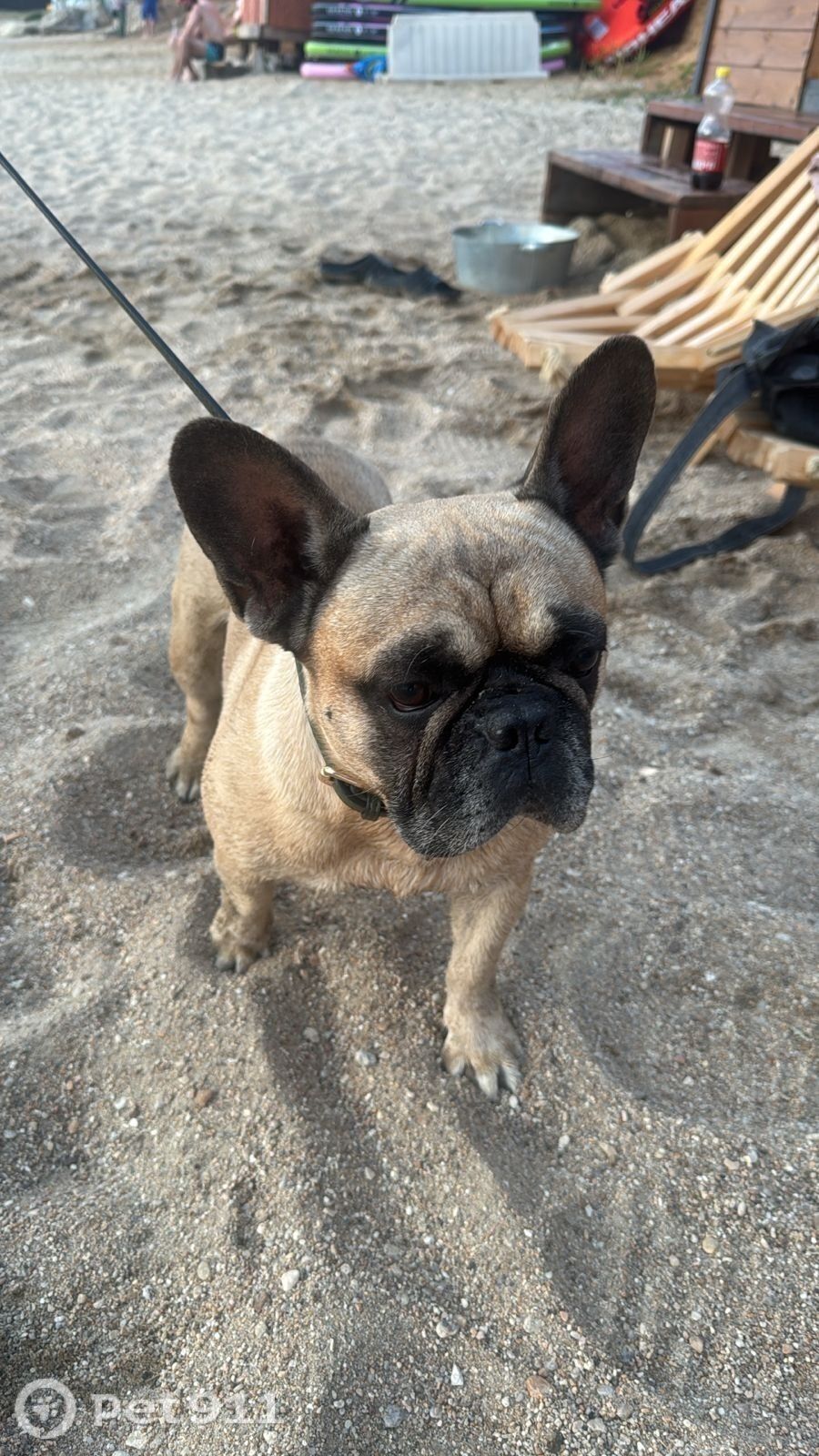 Найдена собака в Иркутске — фото объявления