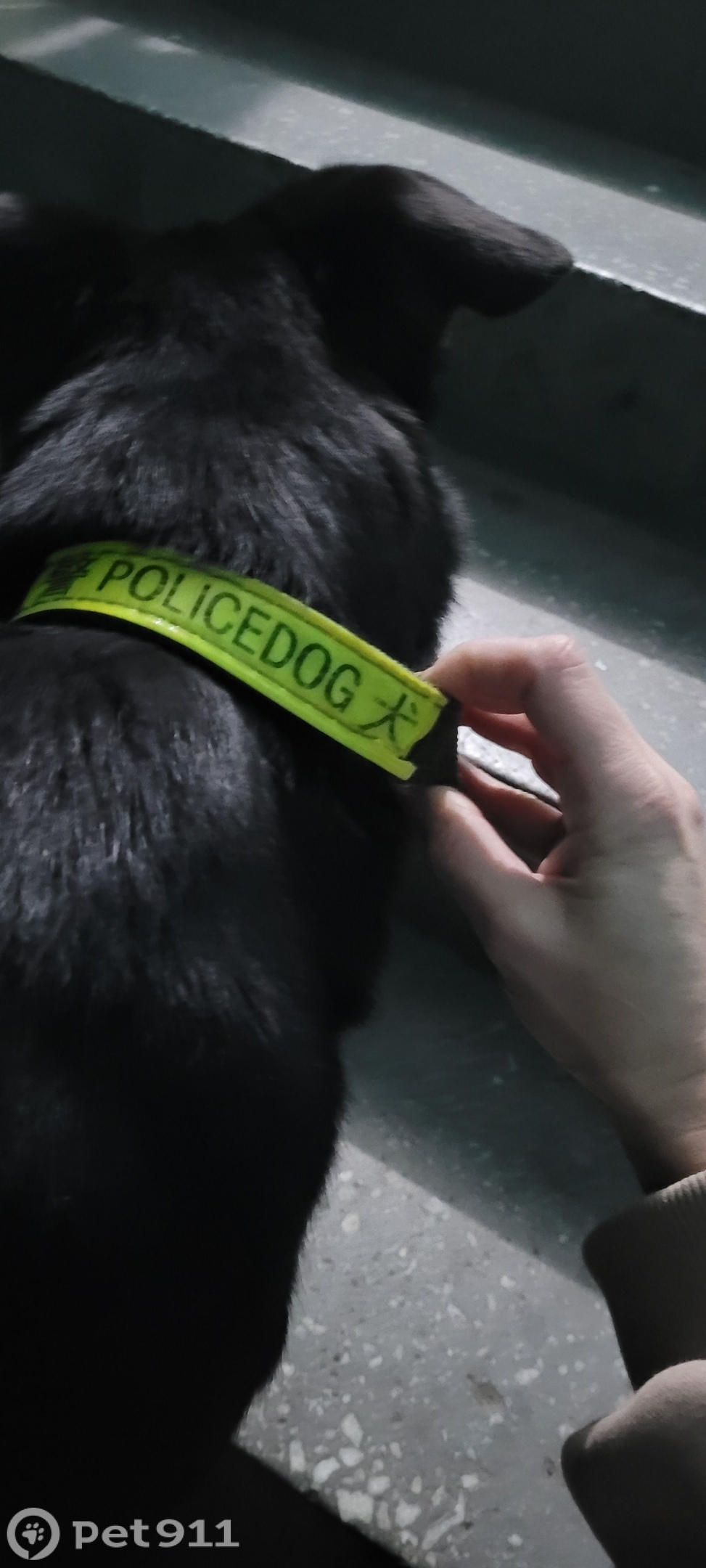 Найдена собака в Иркутске — фото объявления