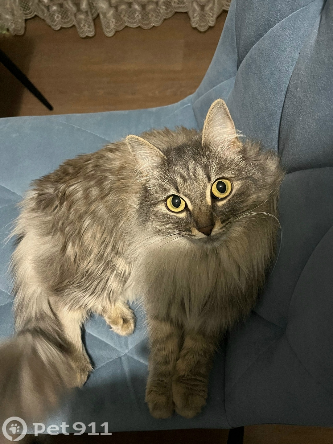 Пропала кошка в Иркутске — фото объявления