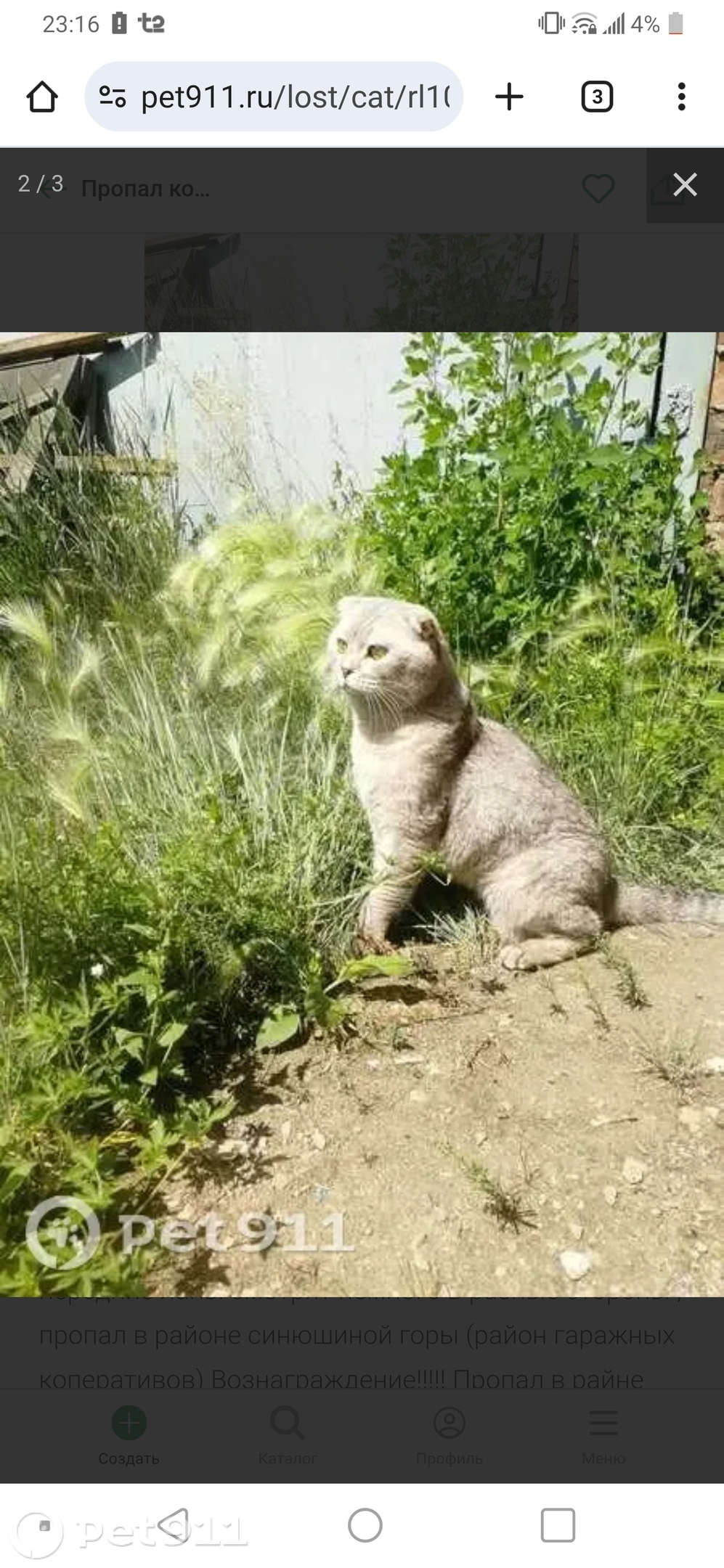 Пропала кошка в Иркутске — фото объявления