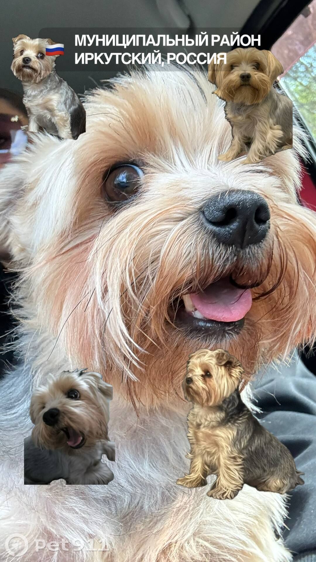 Пропала собака в Иркутске — фото объявления