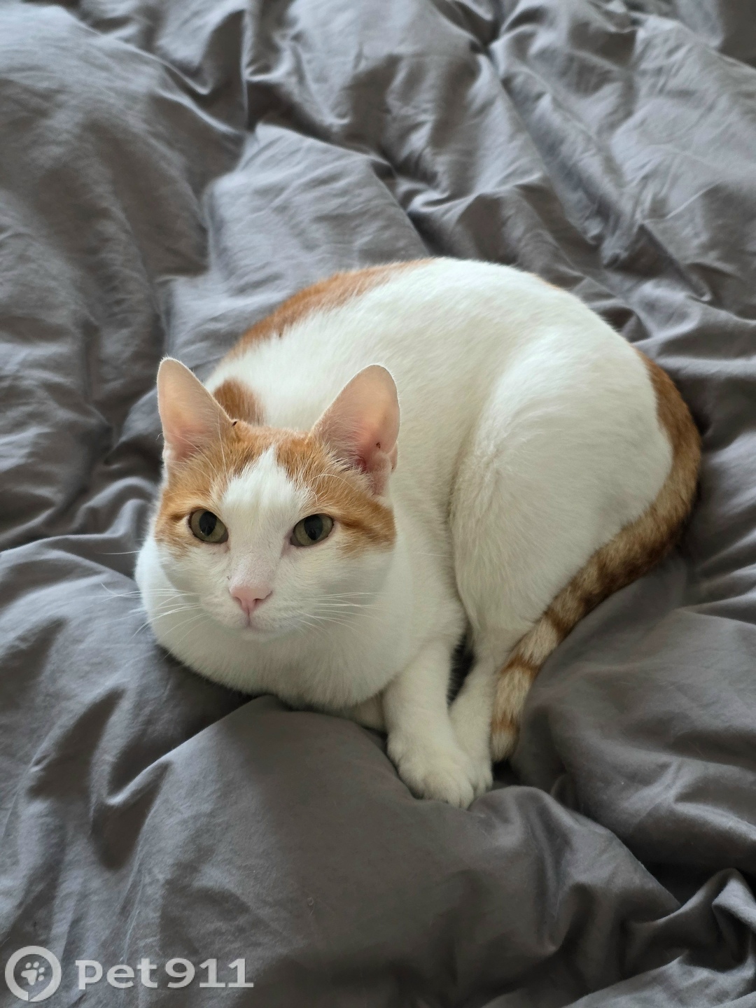 Пропала кошка в Иркутске — фото объявления