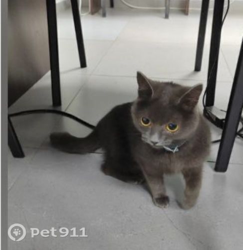 Пропала кошка в Иркутске — фото объявления