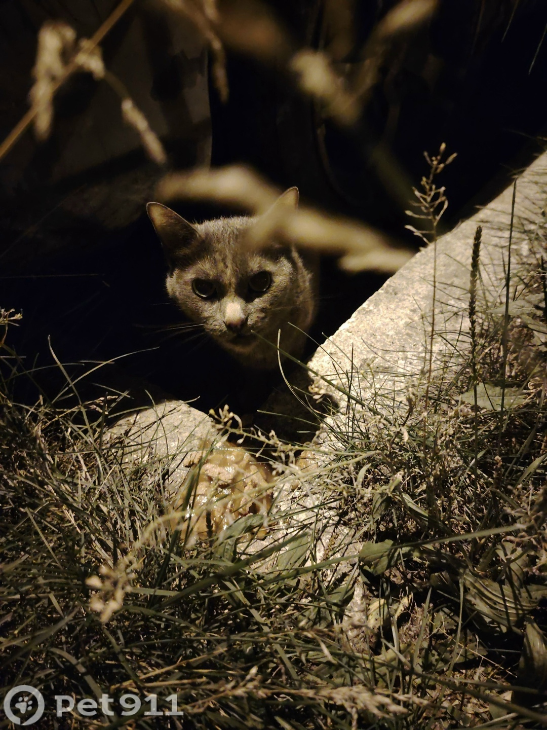 Найдена кошка в Иркутске — фото объявления