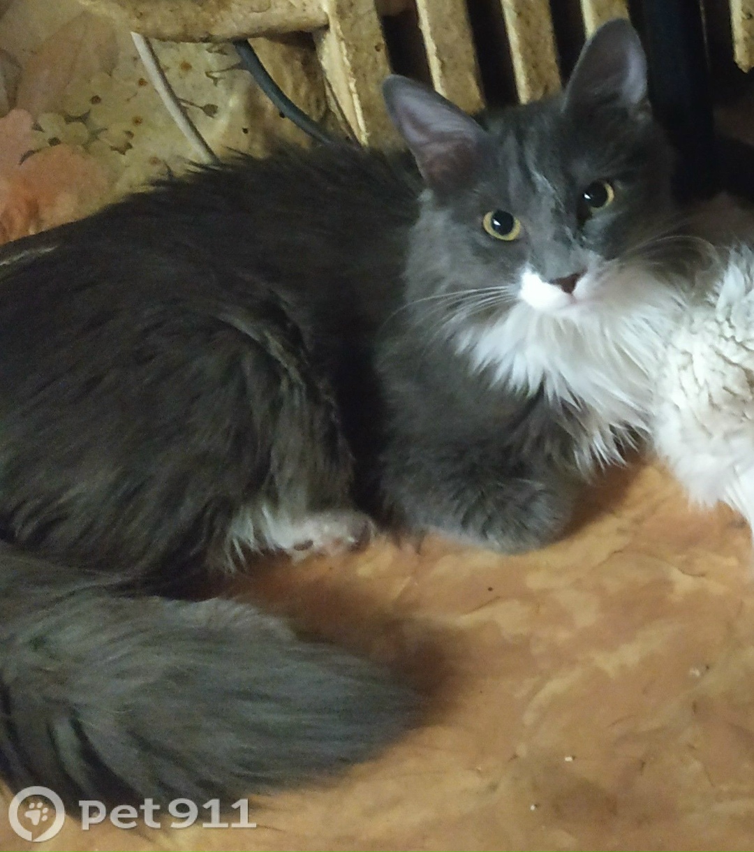 Пропала кошка в Иркутске — фото объявления