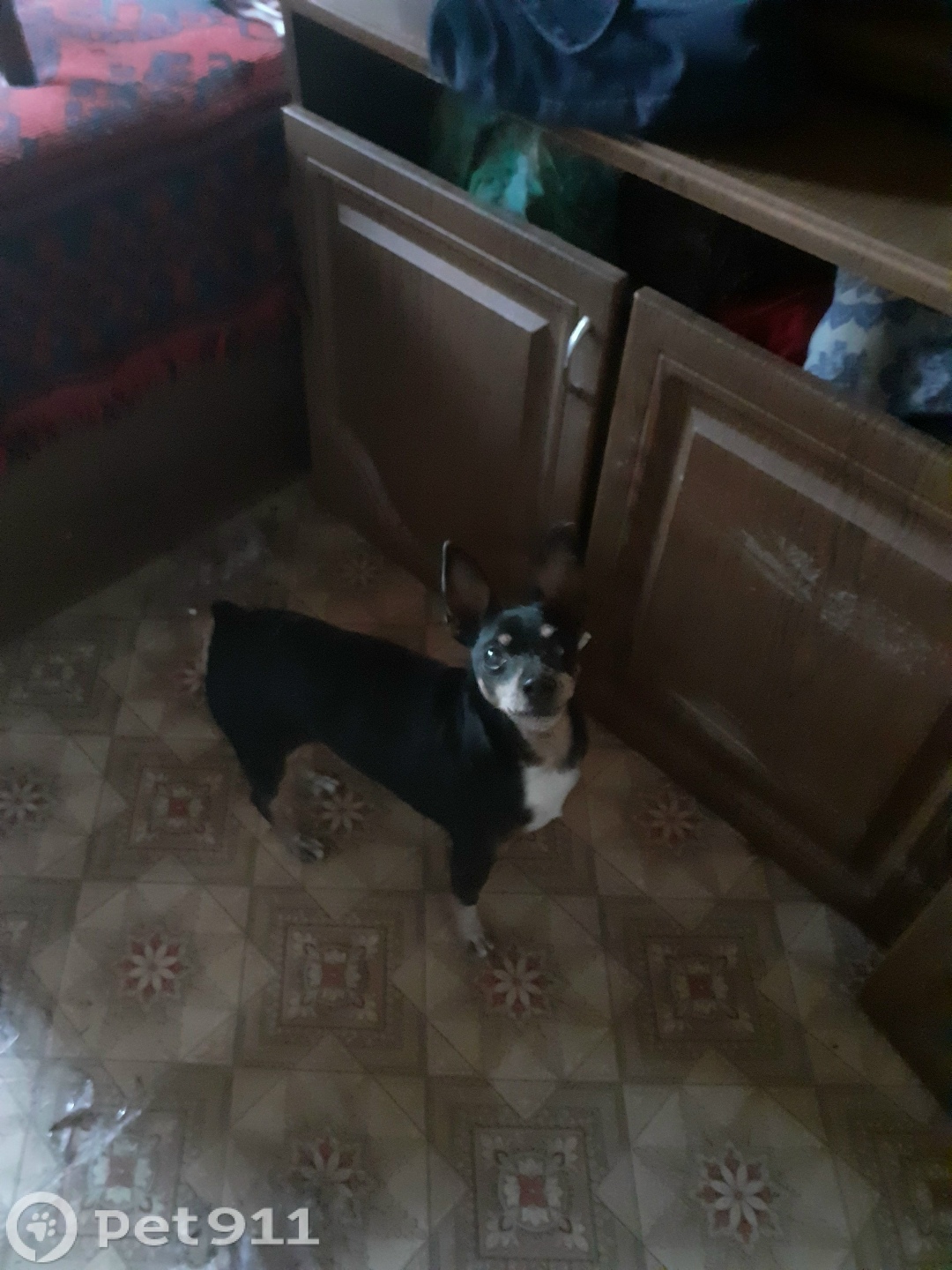 Найдена собака в Иркутске — фото объявления